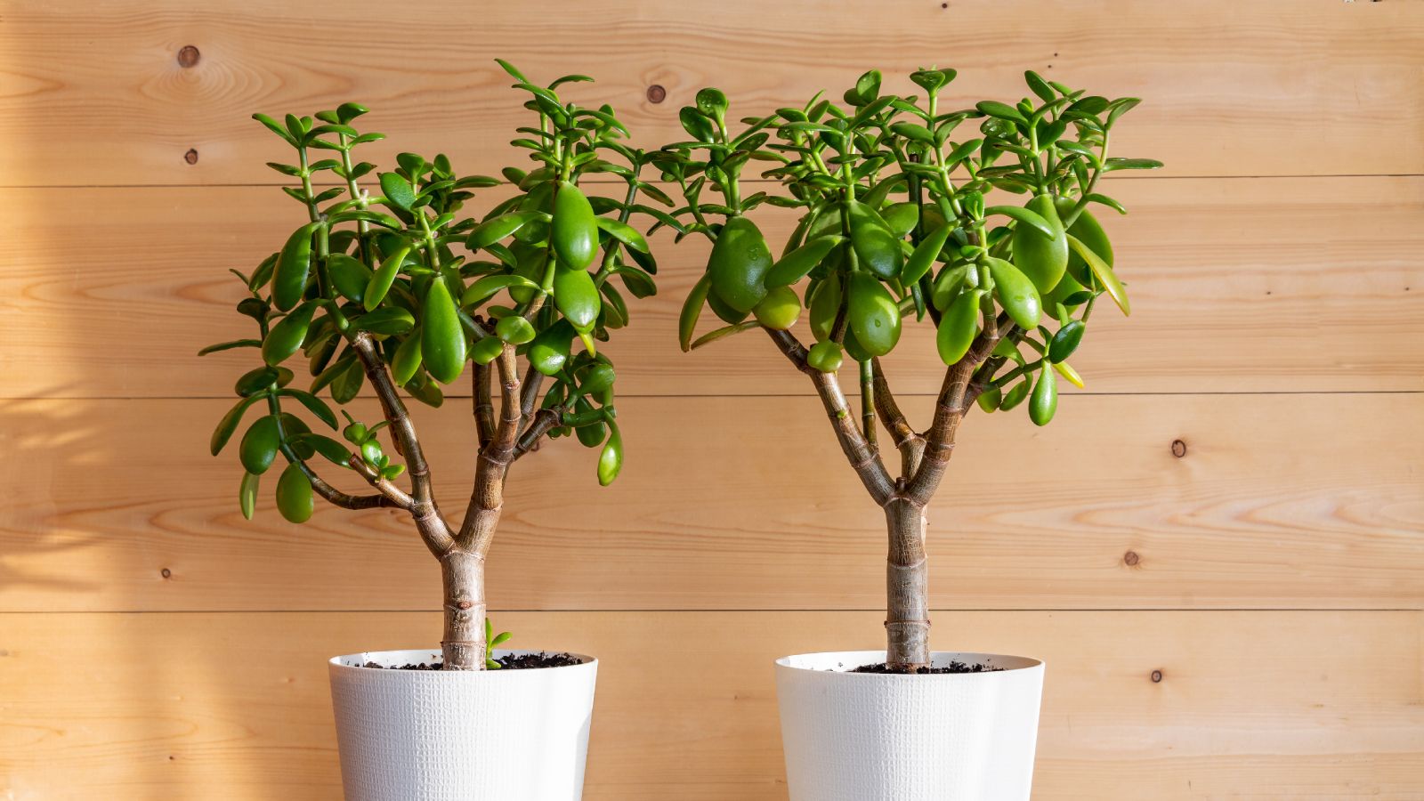 Jade Plant Care Instructions: How To Care For A Jade Plant | Gardening Know  How