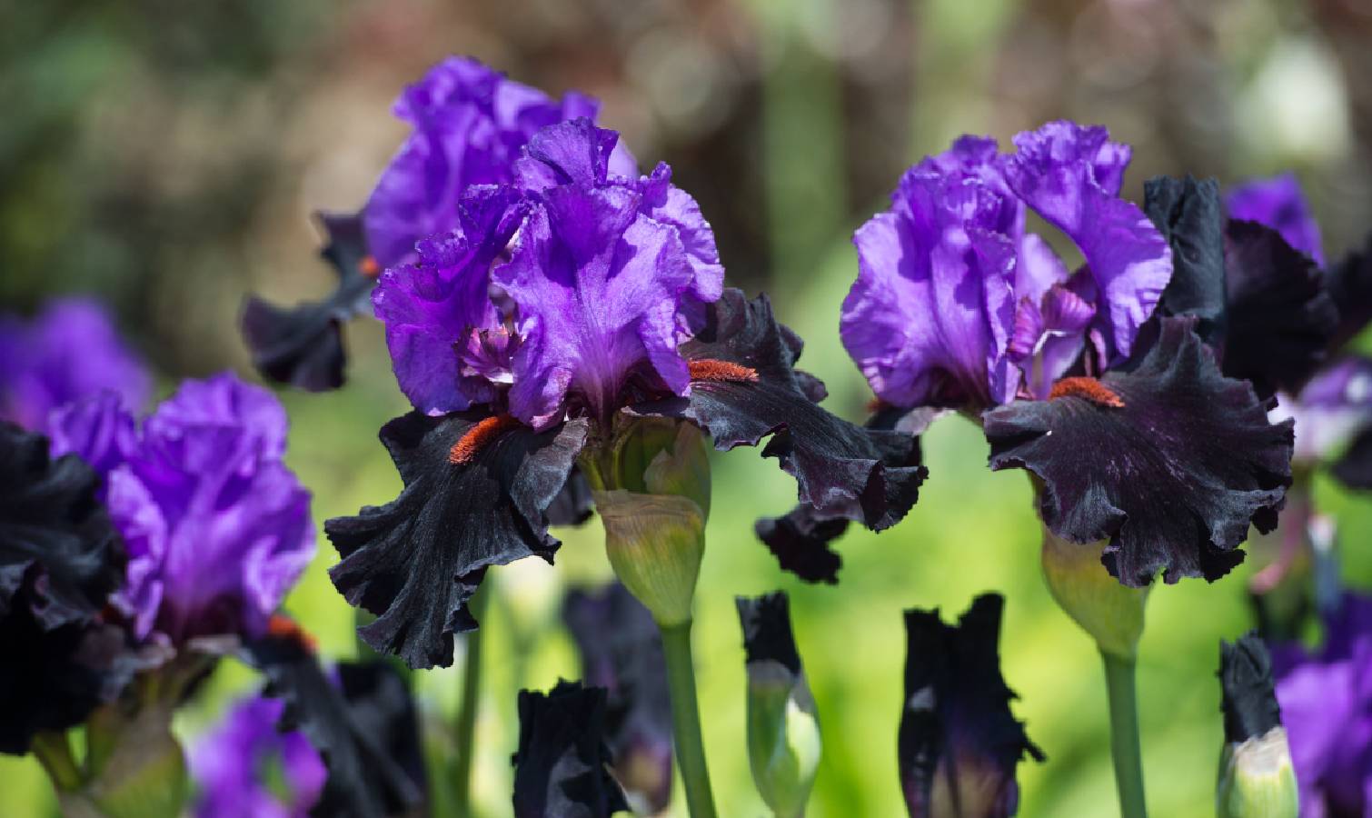 Irises in bloom