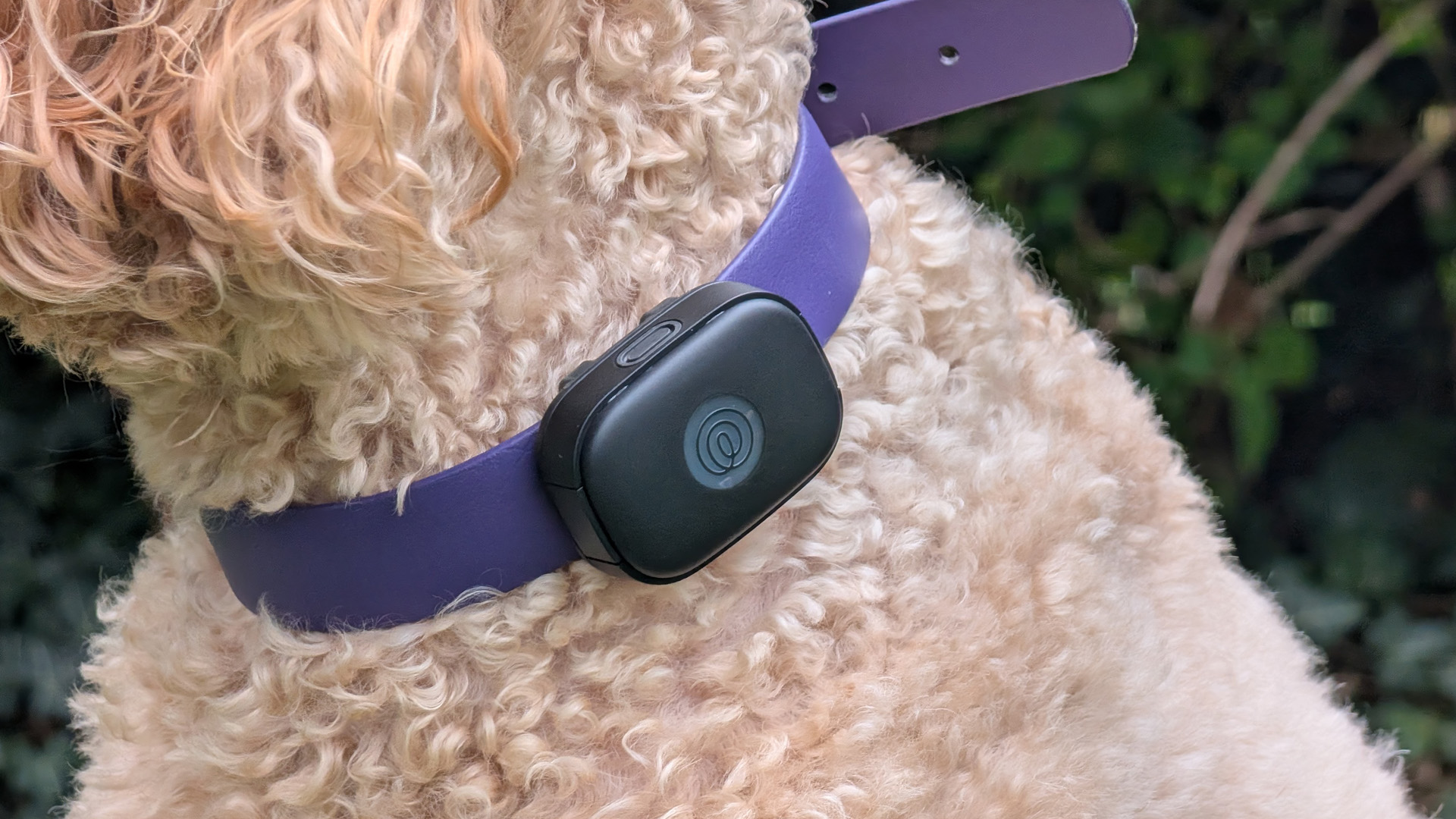 Life360 pet tracker