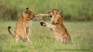 Lion cubs, Ngorongoro Crater, Tanzania