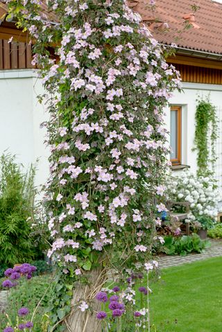 Flowering climbers - Clematis ‘Mayleen’ AGM
