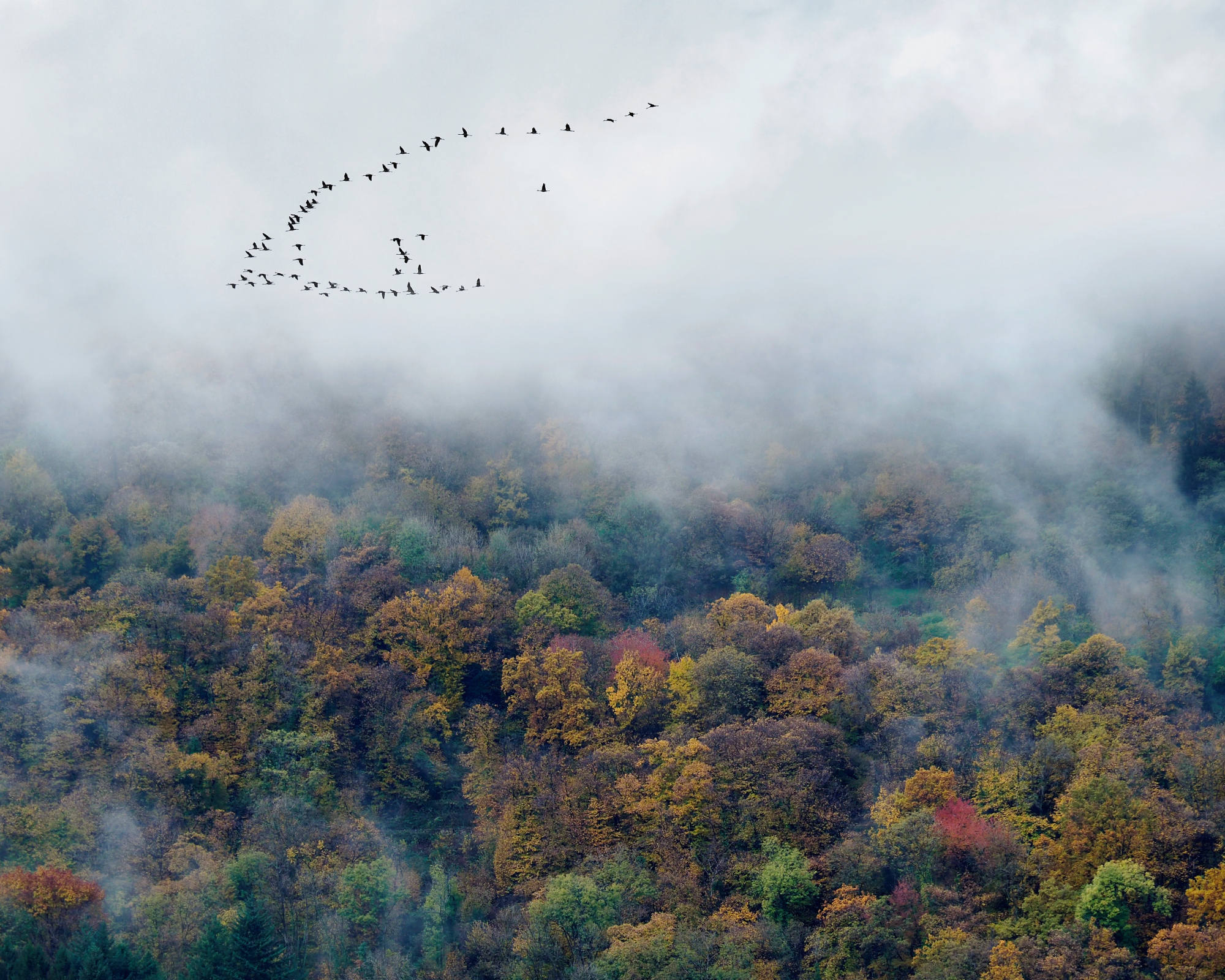Fall bird migration above trees changing color and fog