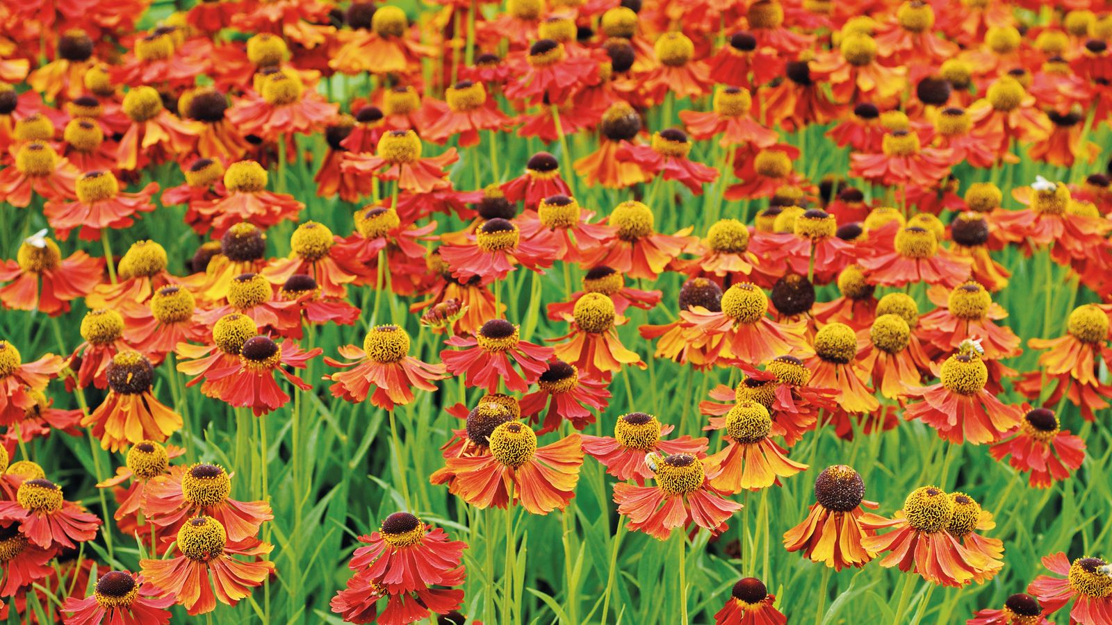 Types of helenium 16 vibrant varieties for pots and borders Gardeningetc