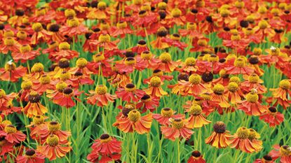 orange and yellow types of helenium flowering in prairie style planting including Sahins Early Flowerer