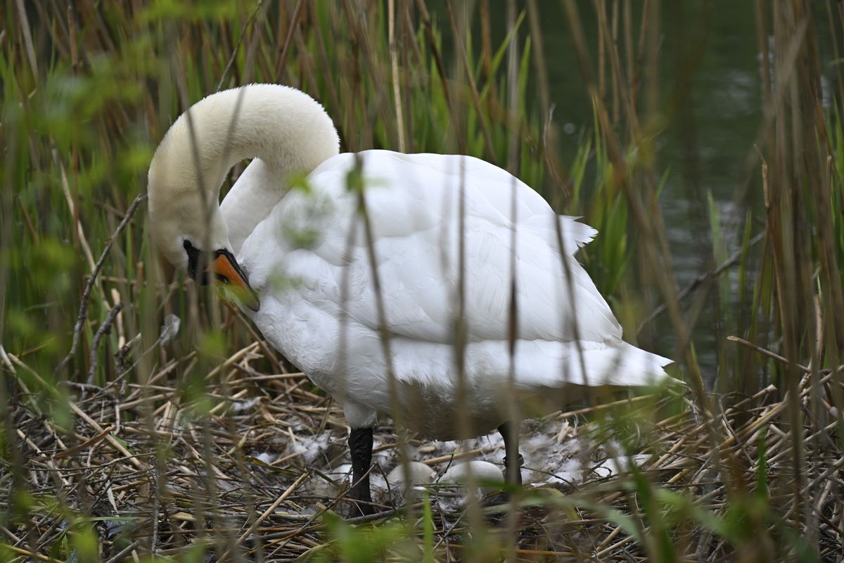 Bird on lake with the Nikon Z 28-400mm f/4-8 VR lens's telephoto setting