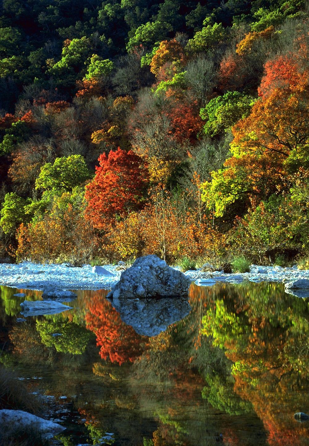 Fall leaves at Lost Maples State Natural Area in Texas