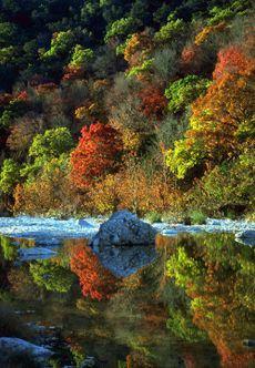 Fall leaves at Lost Maples State Natural Area in Texas