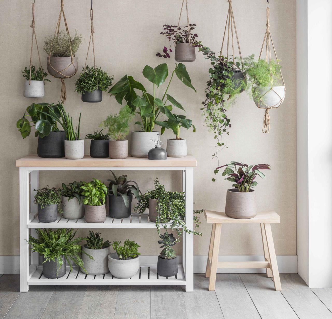 How to hang plants from the ceiling safely Livingetc