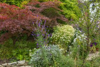 cottage garden shrubs and trees