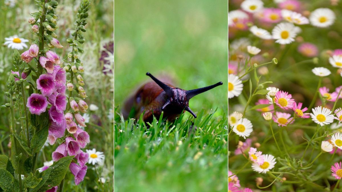 Slug repellent plants 8 plants that slugs won't eat Homes & Gardens