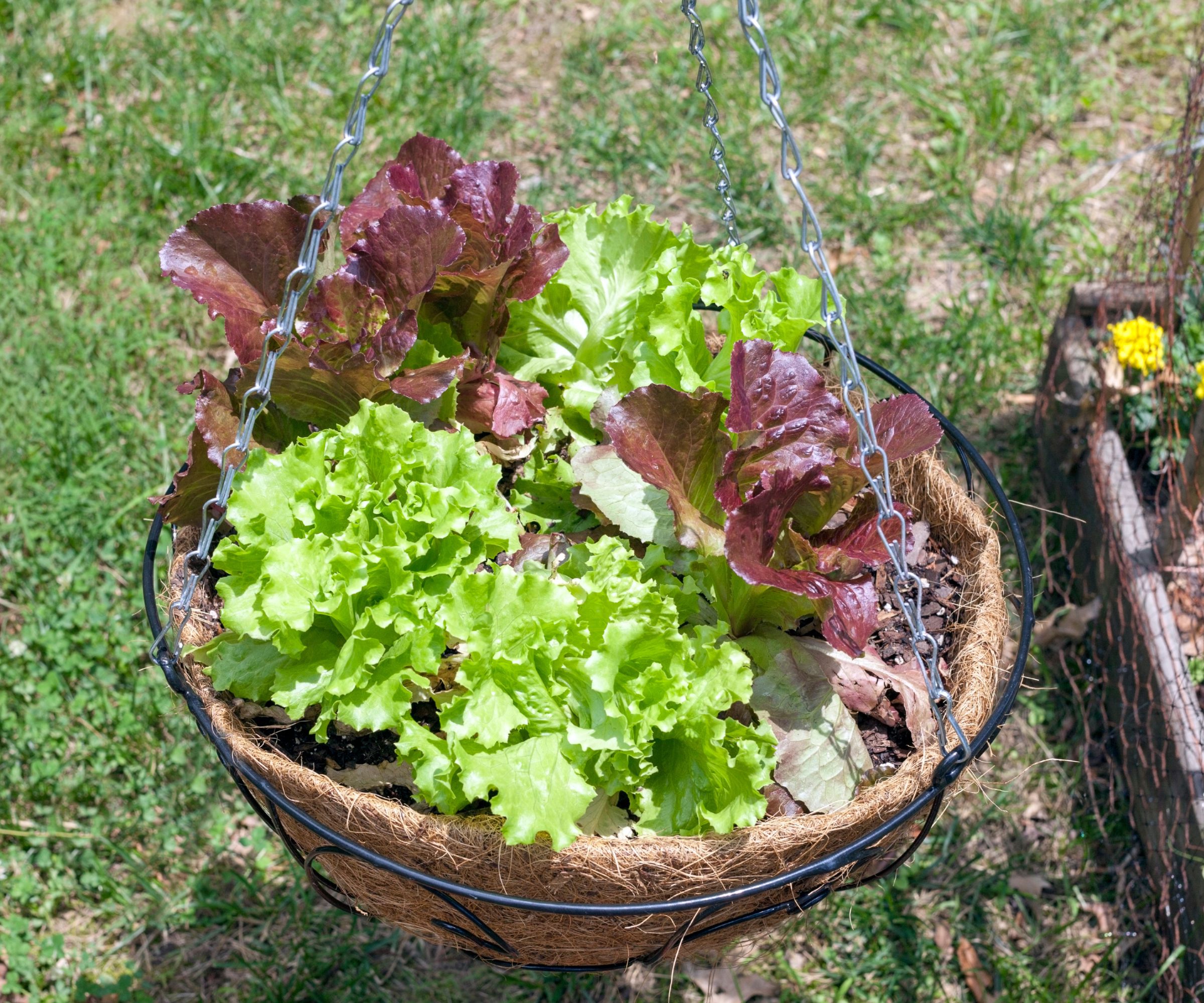 Homegrown summer hanging basket of red and green leaf lettuce.