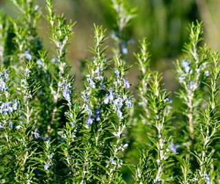 Tuscan Blue Rosemary