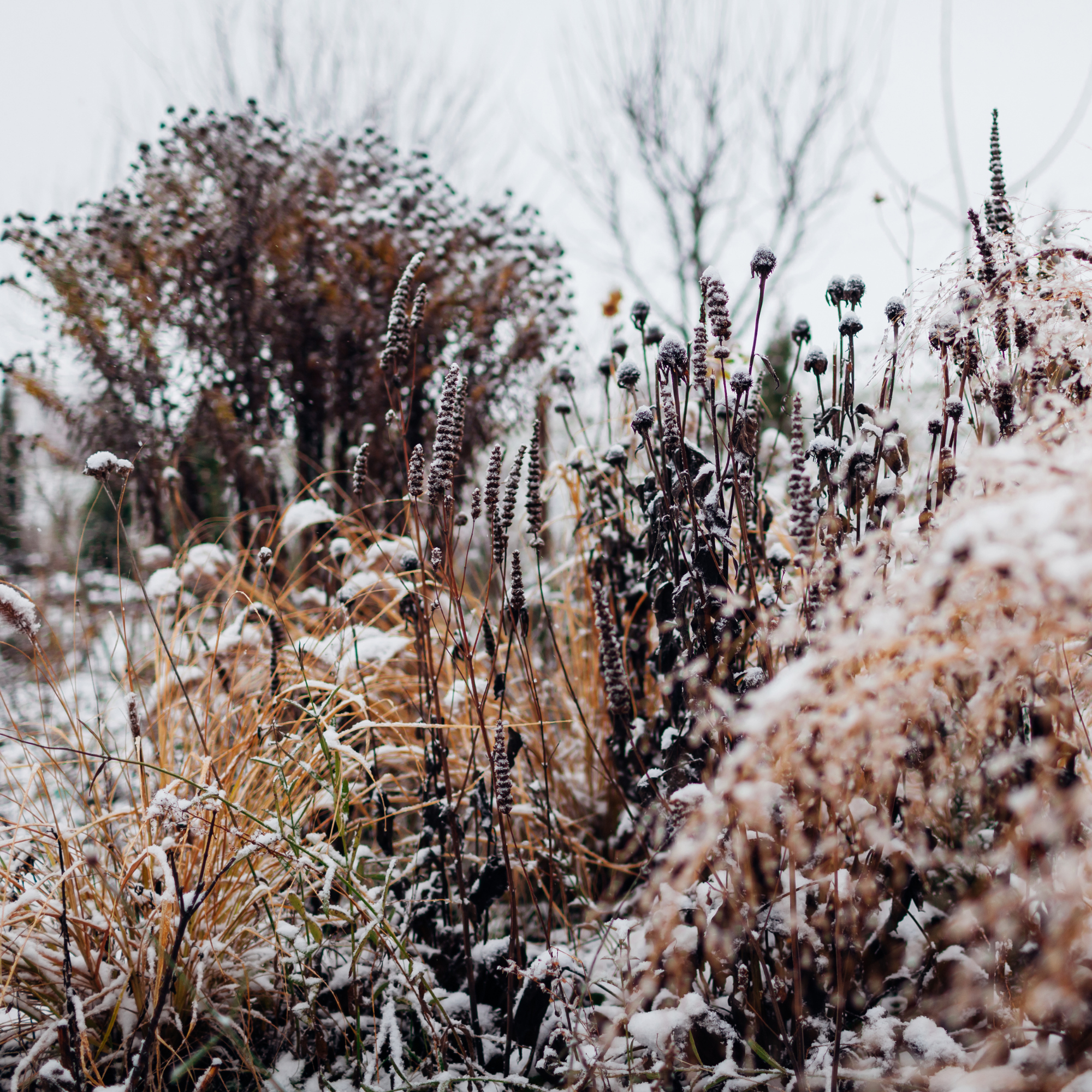 Garden winter interest. Landscape of winter perennials and ornamental grasses covered in snow. Cone flower, agastache, pennisetum