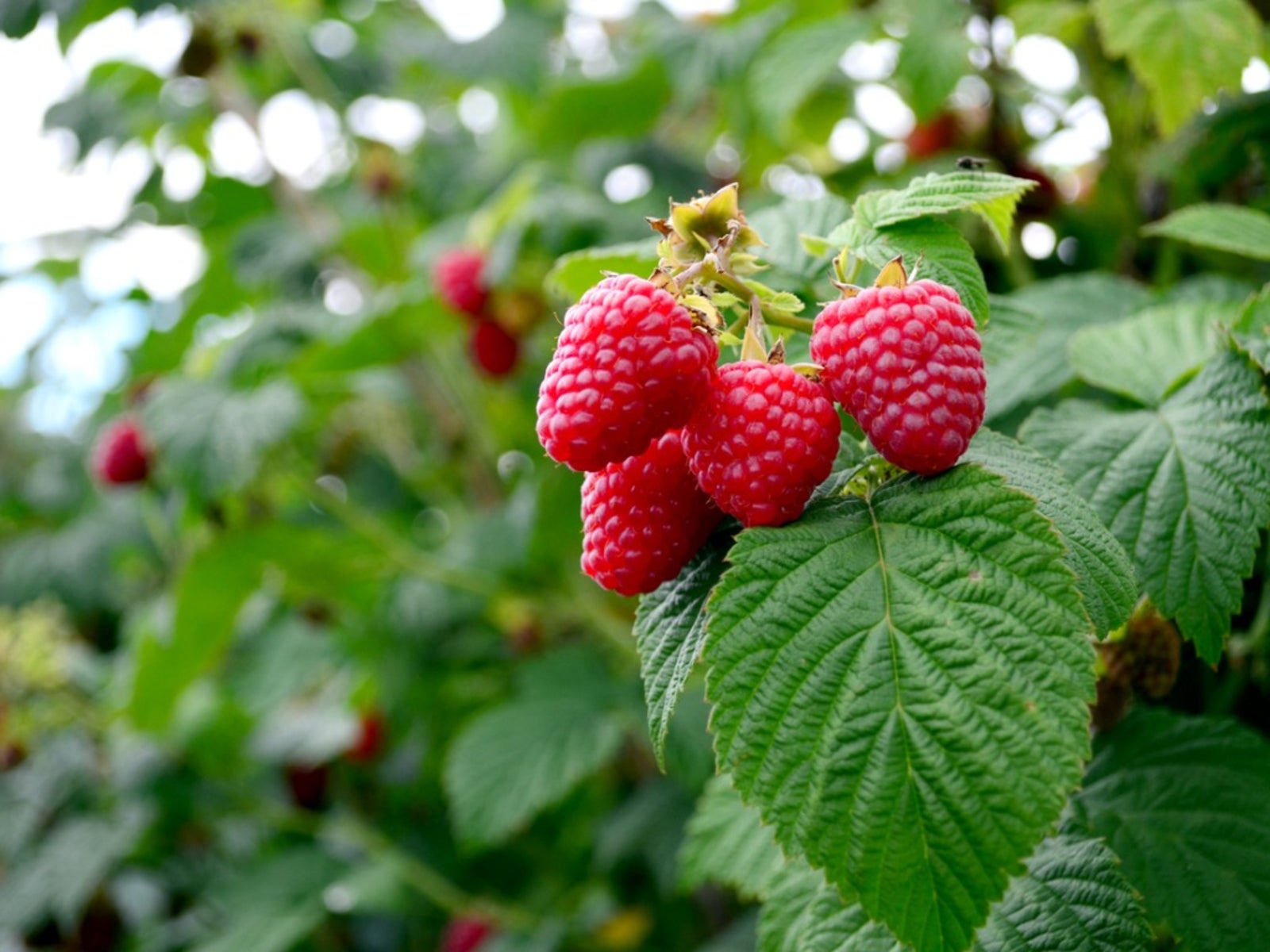 Raspberry Plants for Sale - Shop Raspberry Bushes