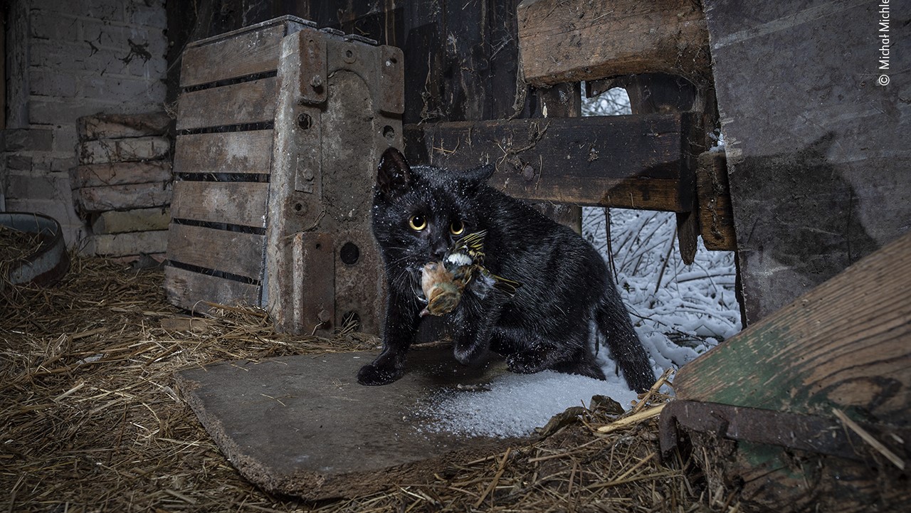 A domestic cat crouches with a bird in an abandoned barn in Poland.