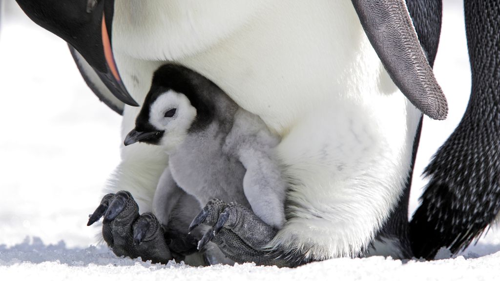 A young emperor penguin chick sits on the feet of an adult penguin, nestled into its belly