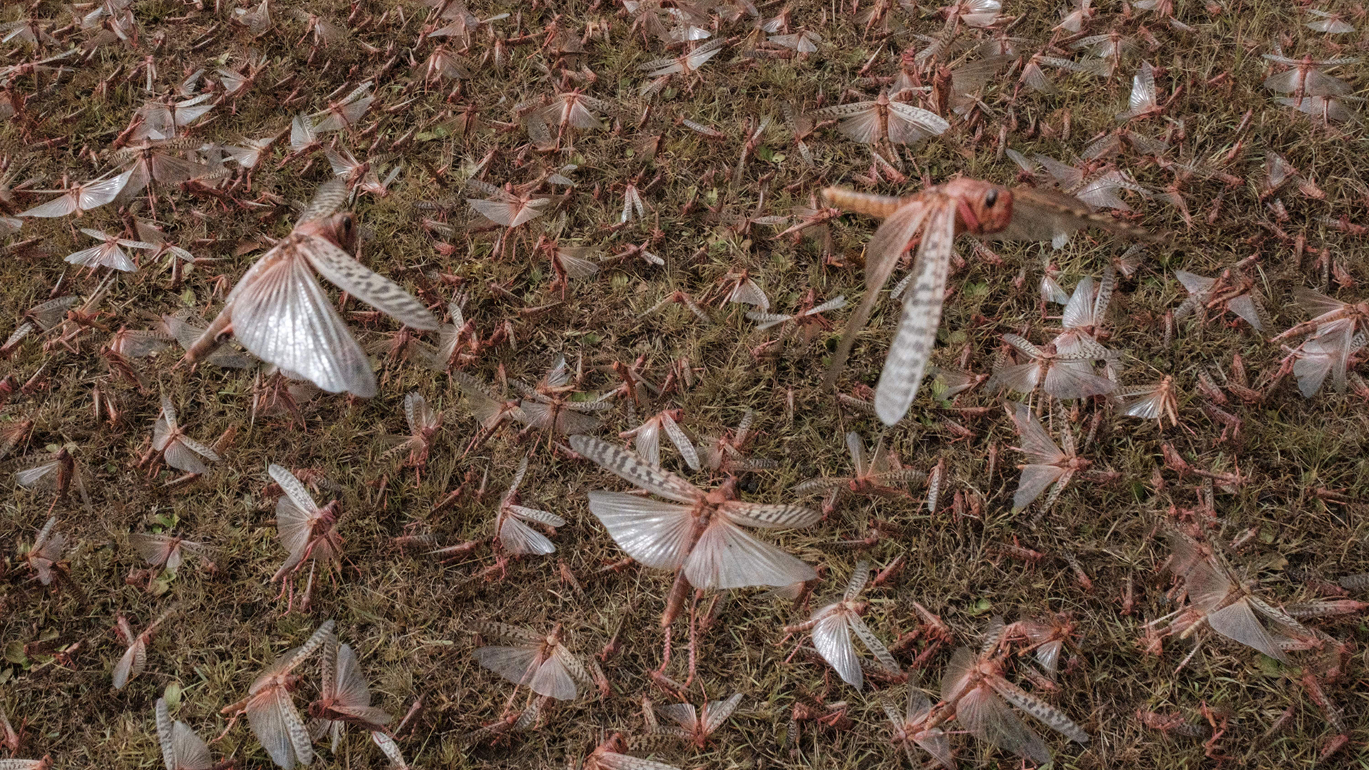 A picture taken on Feb. 9, 2021, shows a swarm of desert locusts covering the ground in Meru, Kenya.