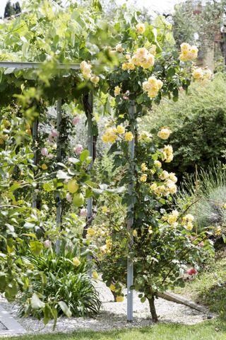 when to prune roses: yellow blooms climbing up pergola