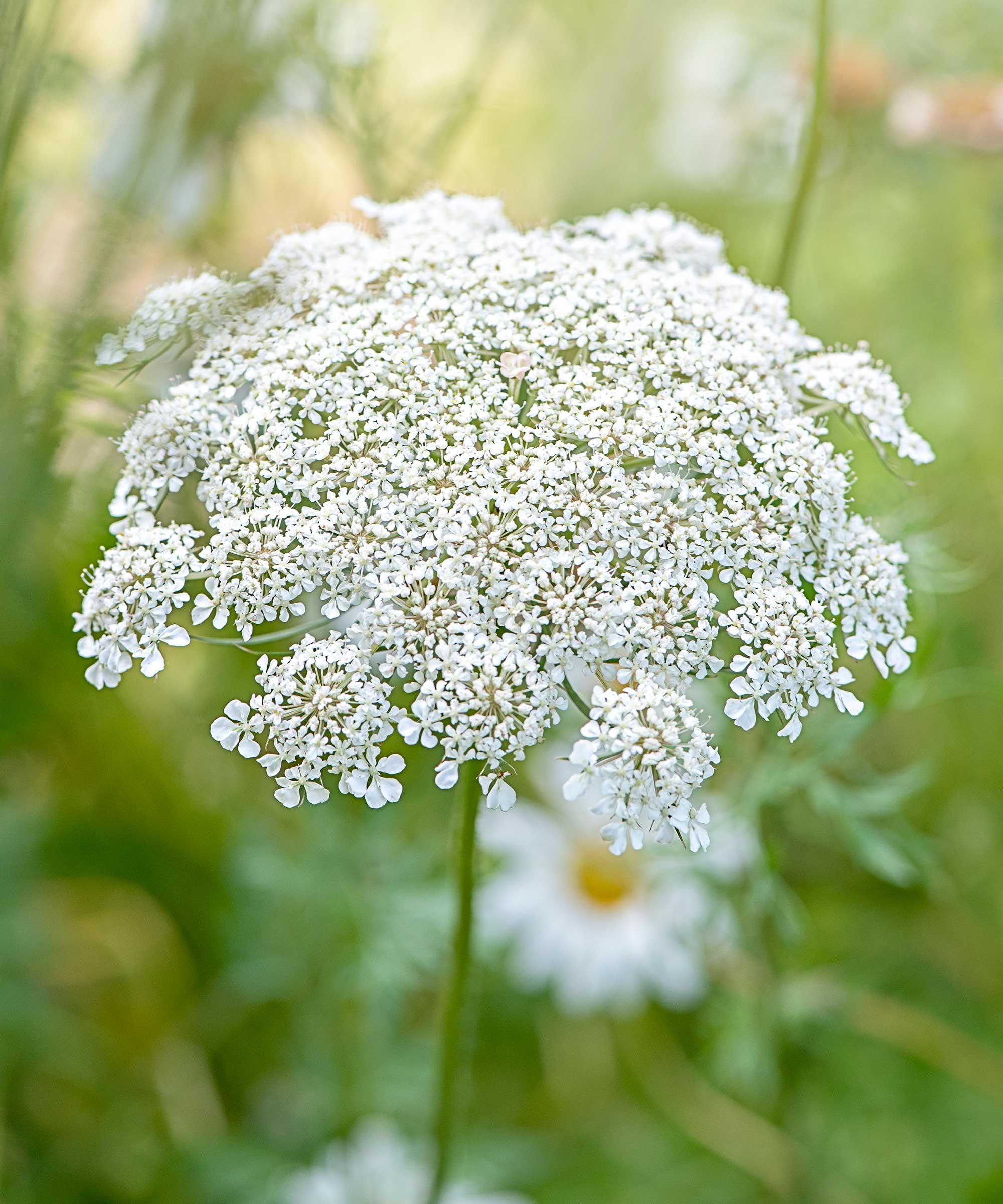 Daucus carota flowerhead