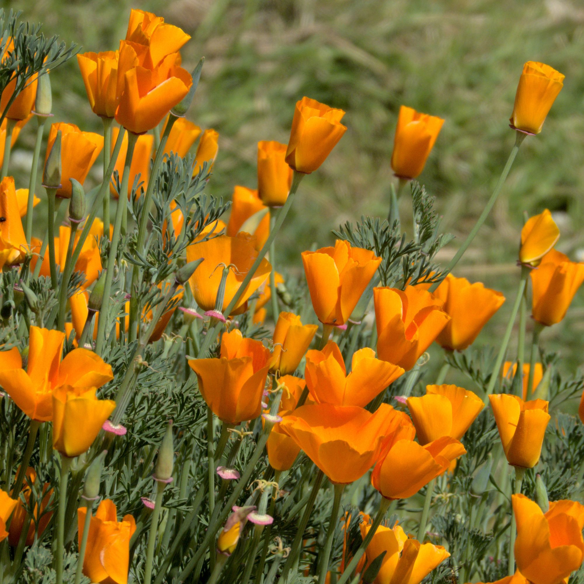 California poppy