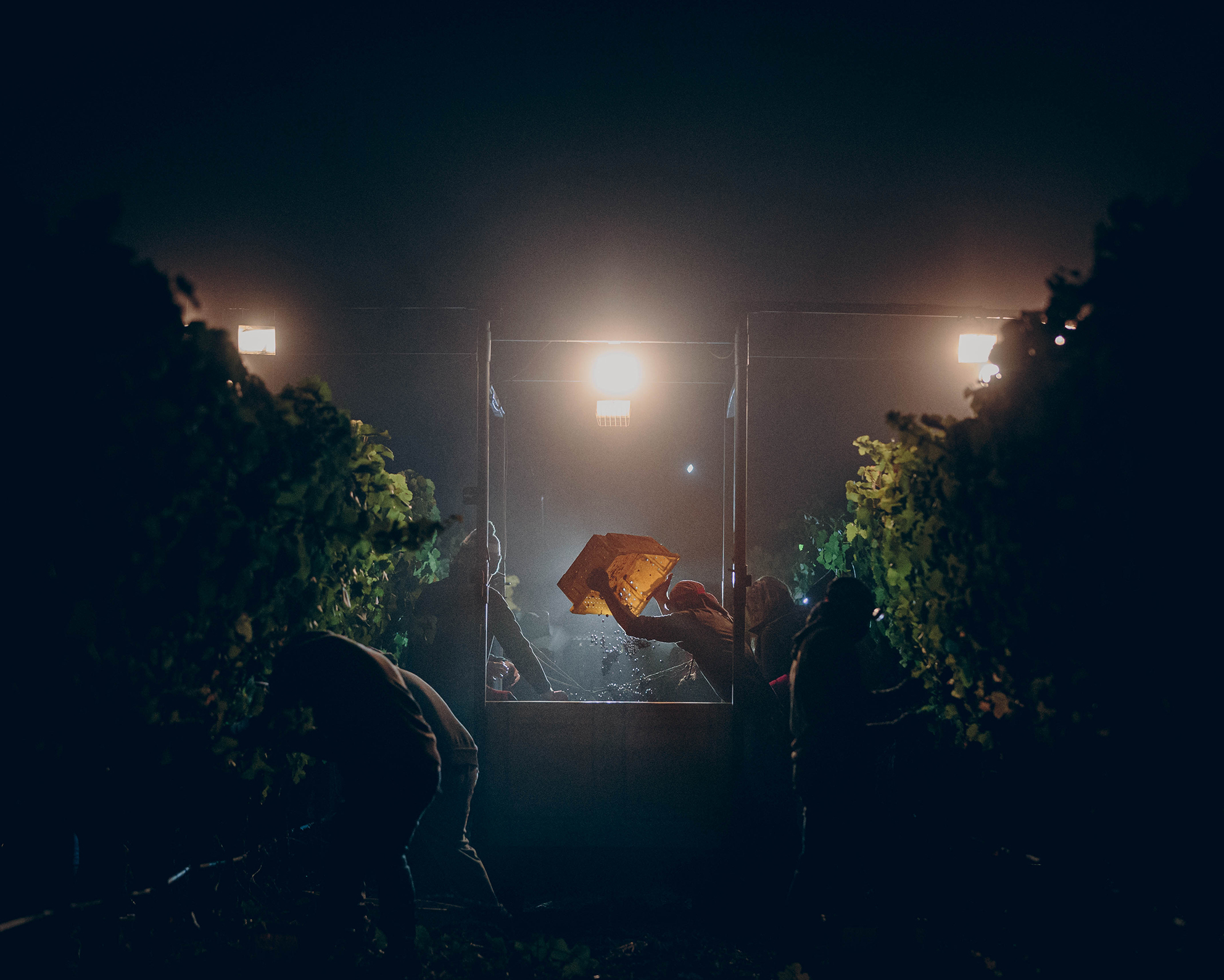 Workers harvest grapes in a vineyard at night, illuminated by bright lights, amidst fog and shadows