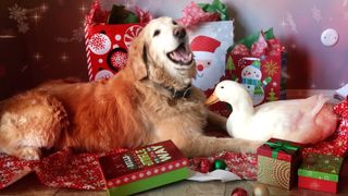 Dog and duck friends celebrating Christmas with gift bags and presents all around them