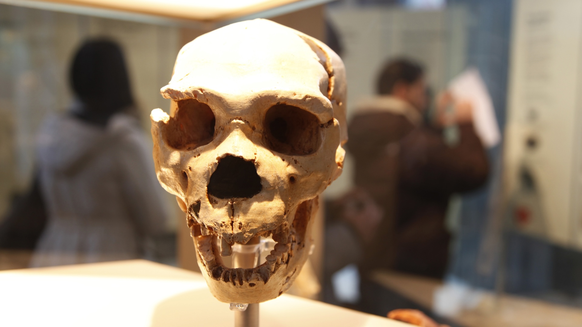 a close-up of a Neanderthal skull on display in a museum