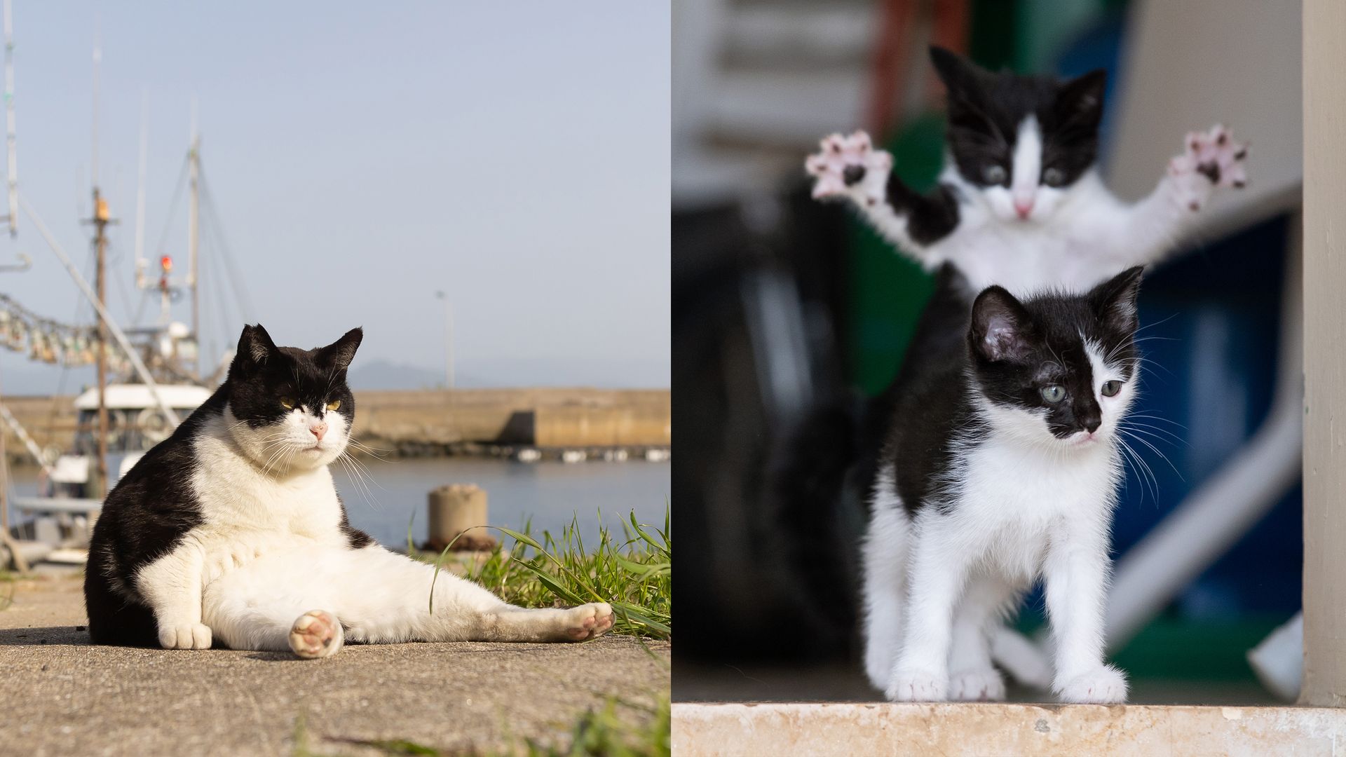 Grumpy cat loses Comedy Pet Photo Awards to sneak-attack kittens.