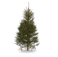 6ft 6in Norway spruce cut Christmas tree | Now £39 at B&amp;Q