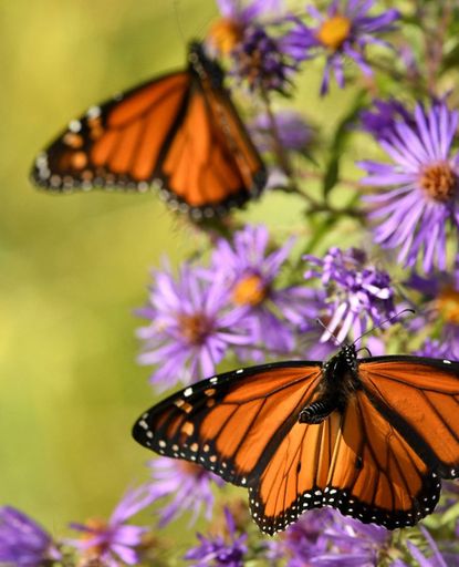 Monarch Butterflies On Purple Flowers