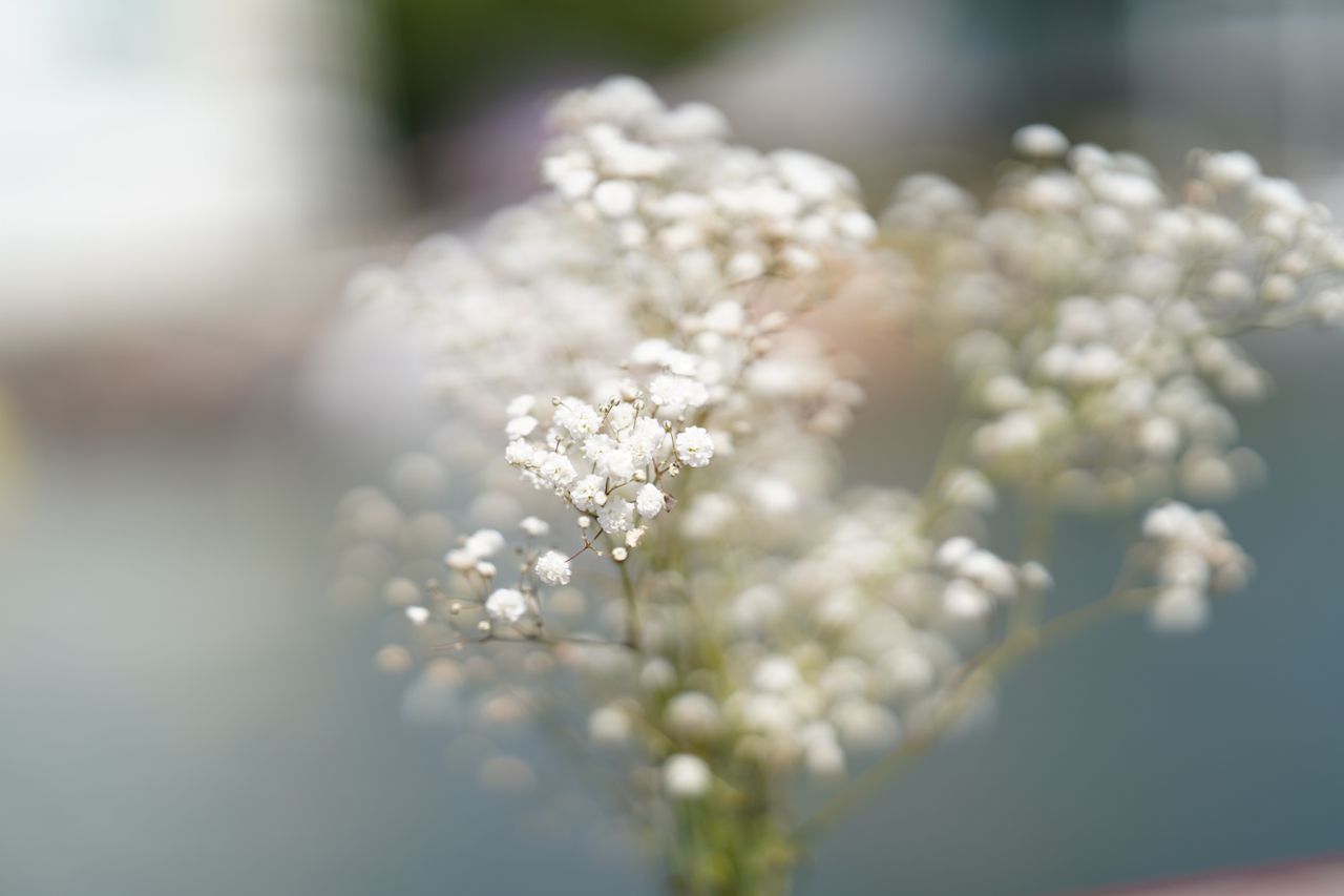 Meike 85mm f/1.4 Mix II sample image