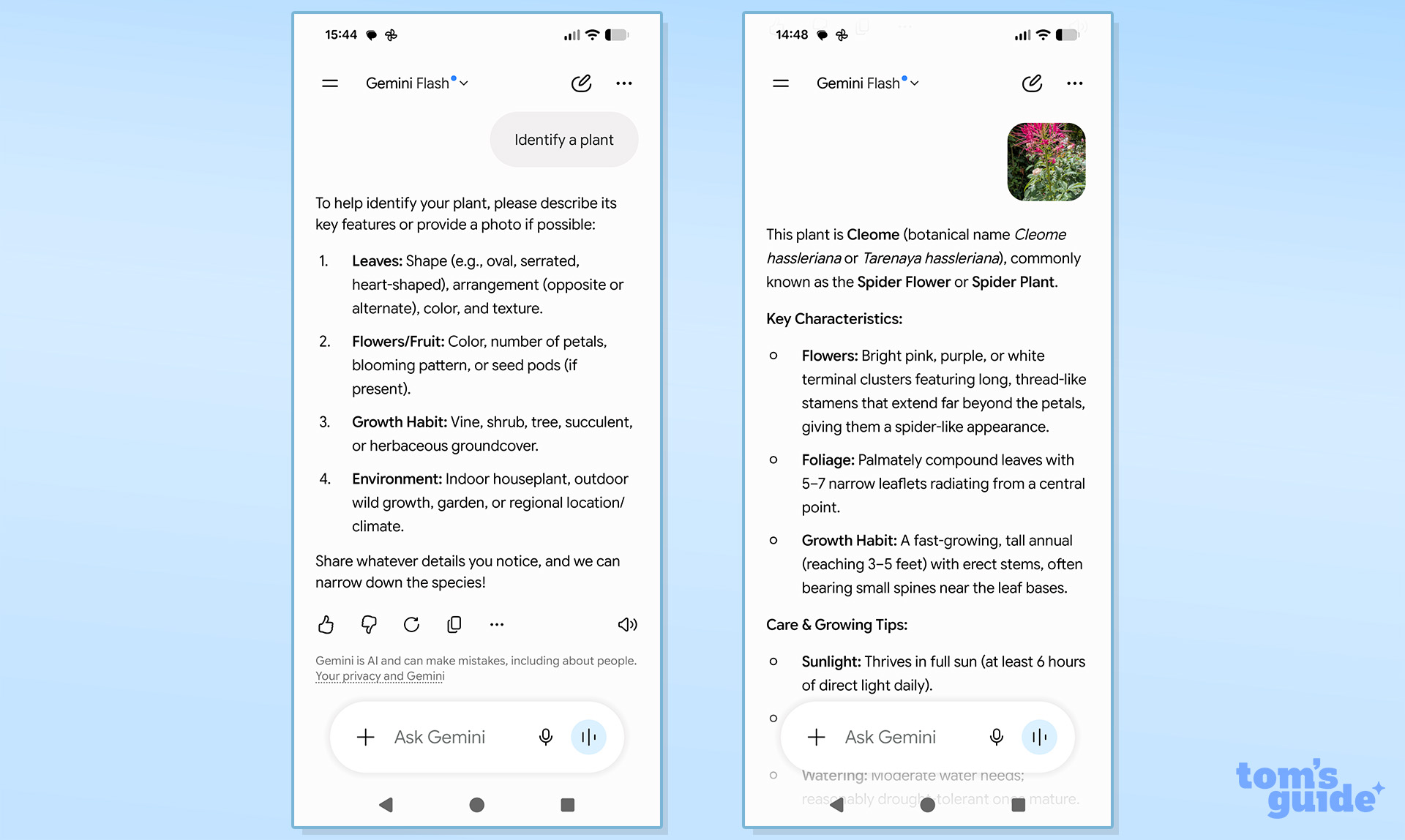 Google Gemini plant identification screen shots