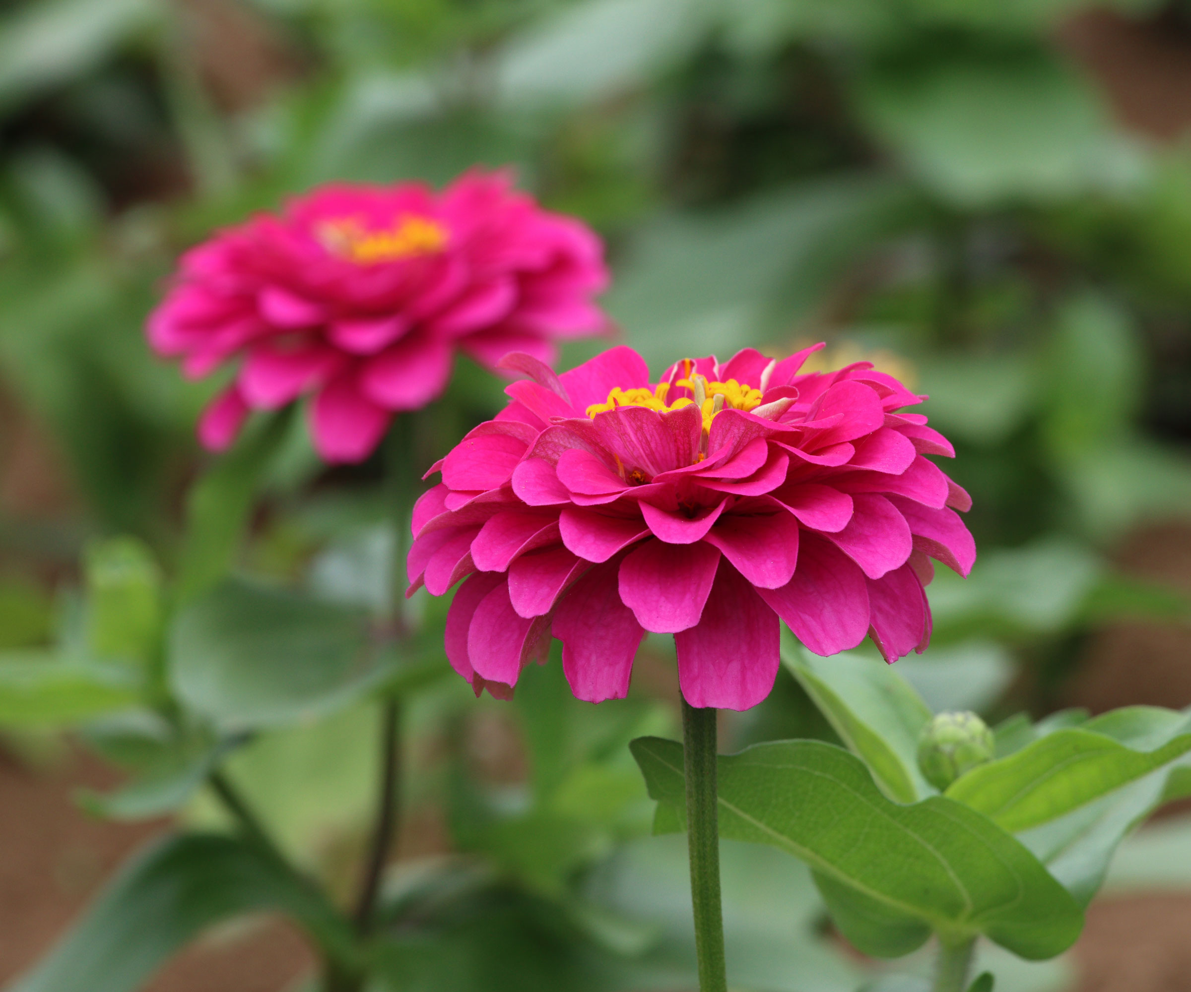 double flowered deep pink zinnias