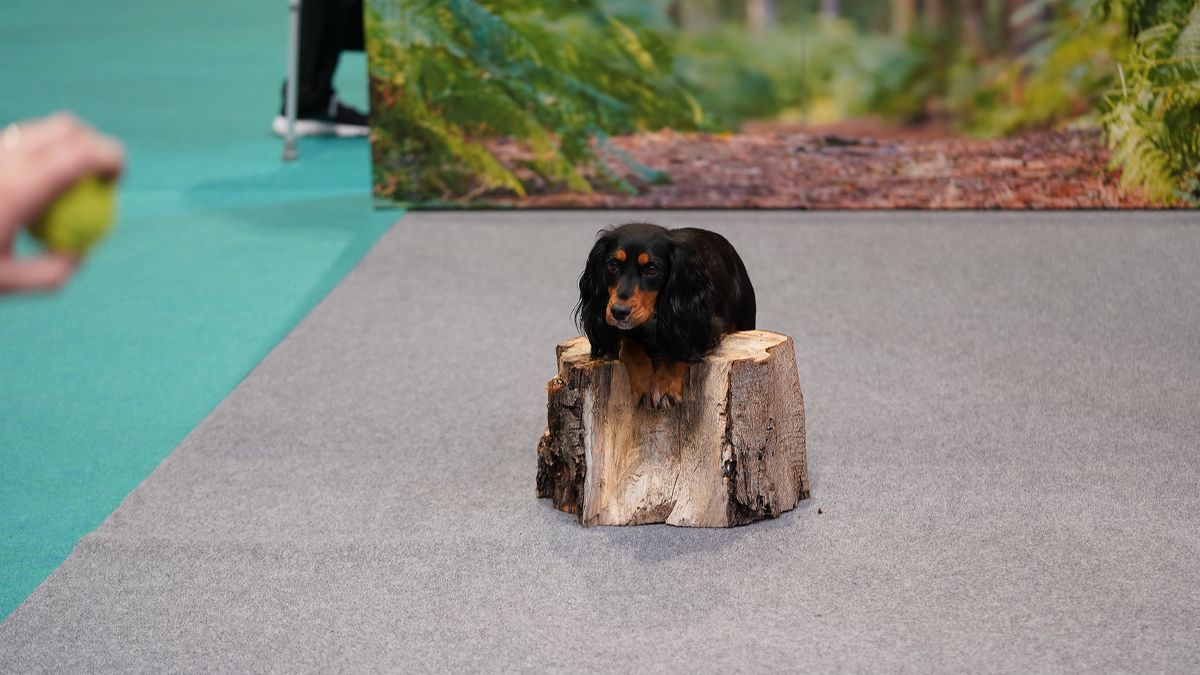 Dogs that stole our hearts at The Photography Show 2022