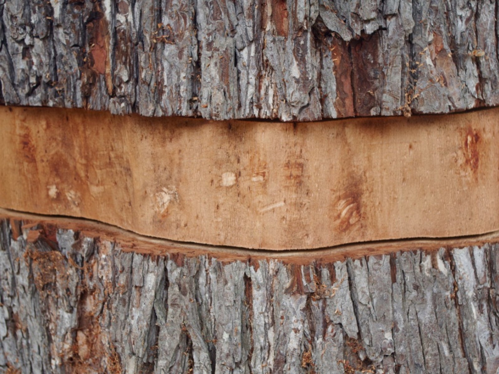 HELP! How to save a tree that was accidently girdled??? | Arborist,  Chainsaw & Tree Work Forum