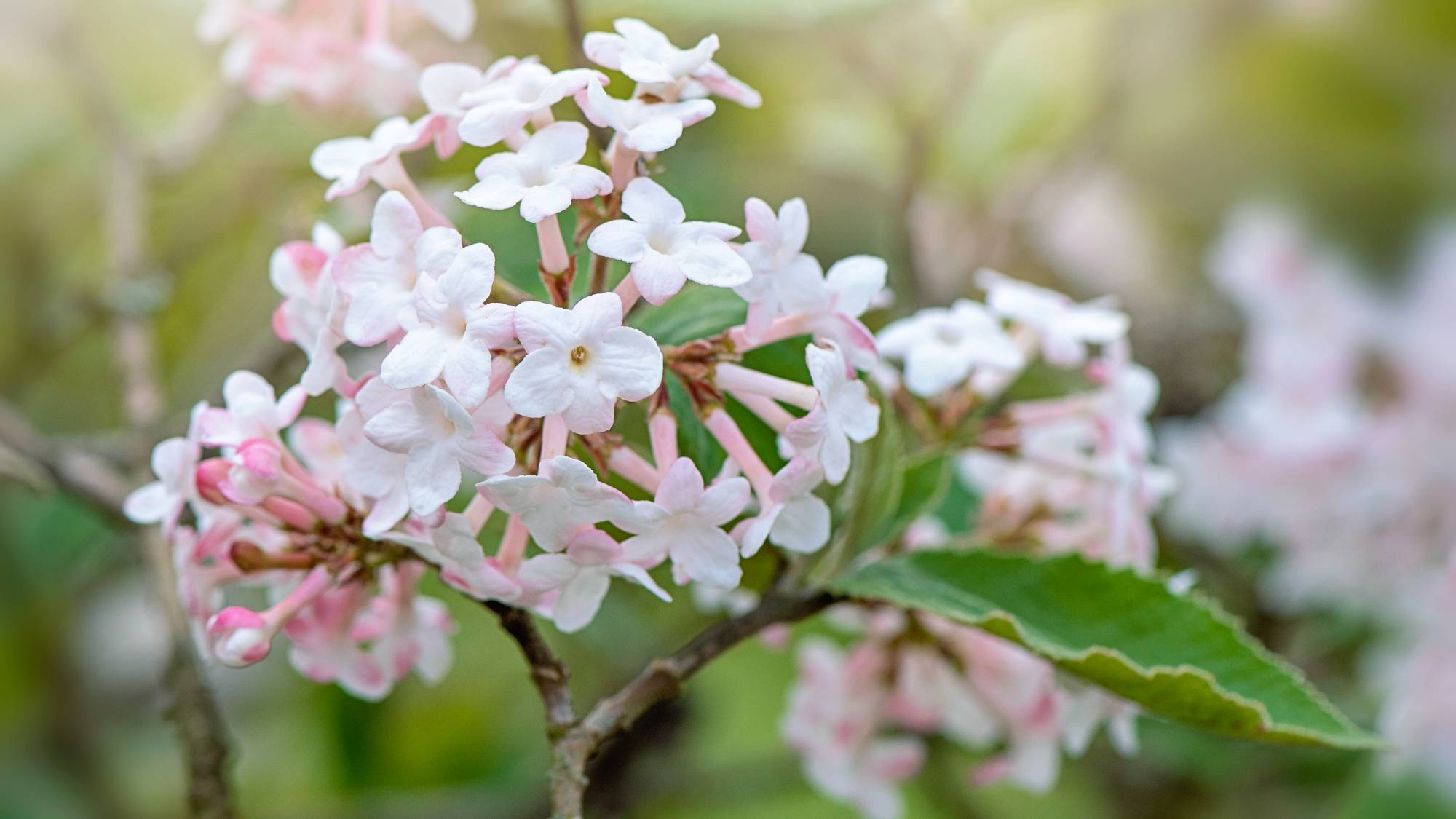 Viburnum flowers