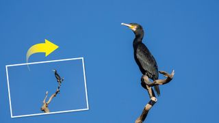 Using crop mode on a Canon full-frame mirrorless camera