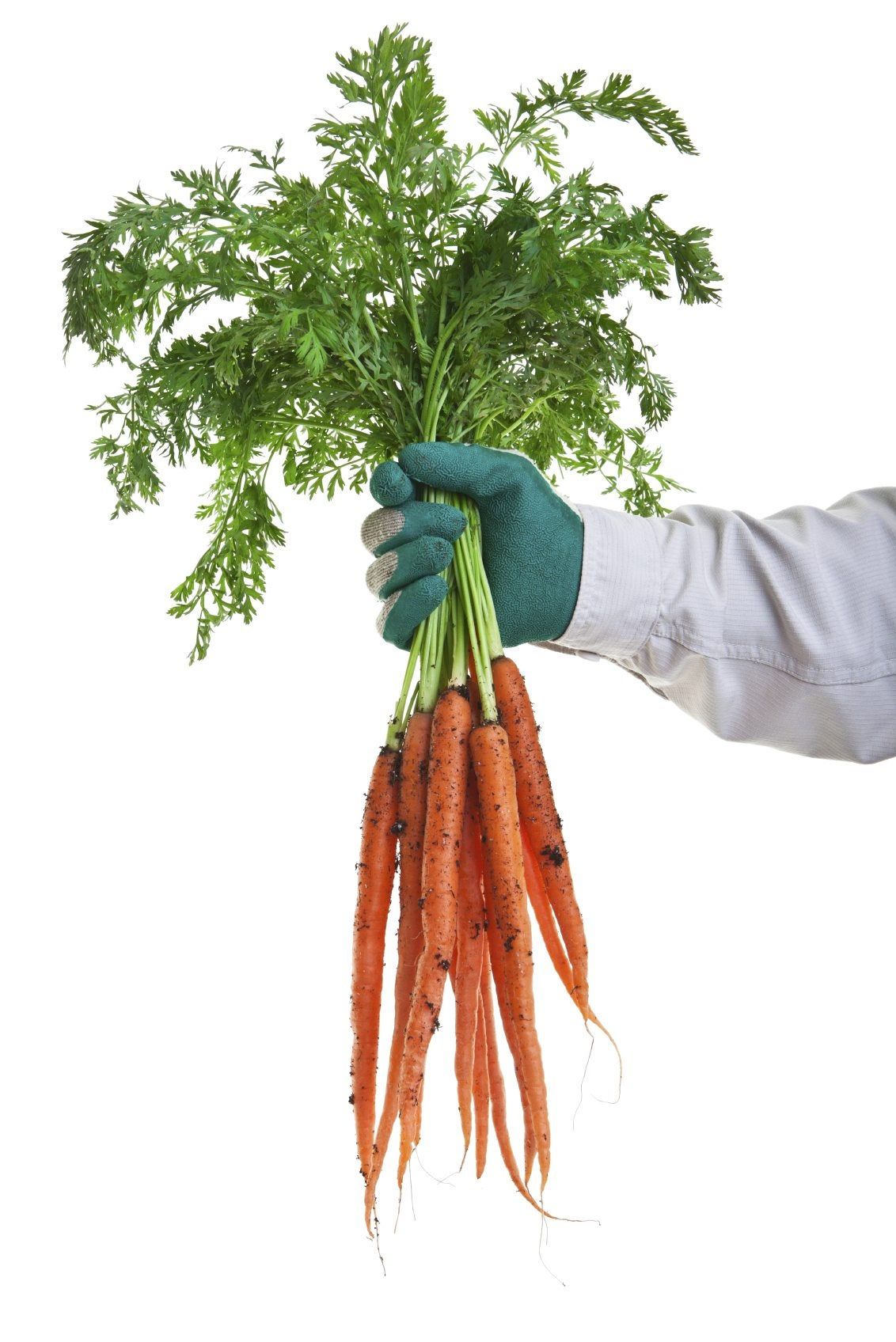 Gardener Holding A Bunch Of Carrots