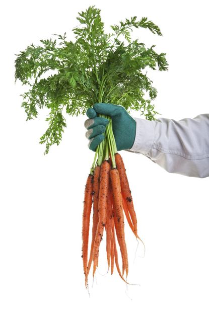 Gardener Holding A Bunch Of Carrots