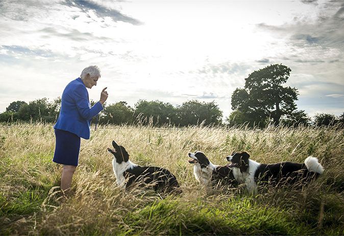 Crazy about collies | Country Life