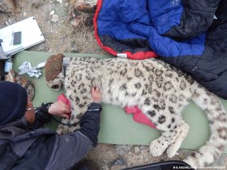 snow leopard collared