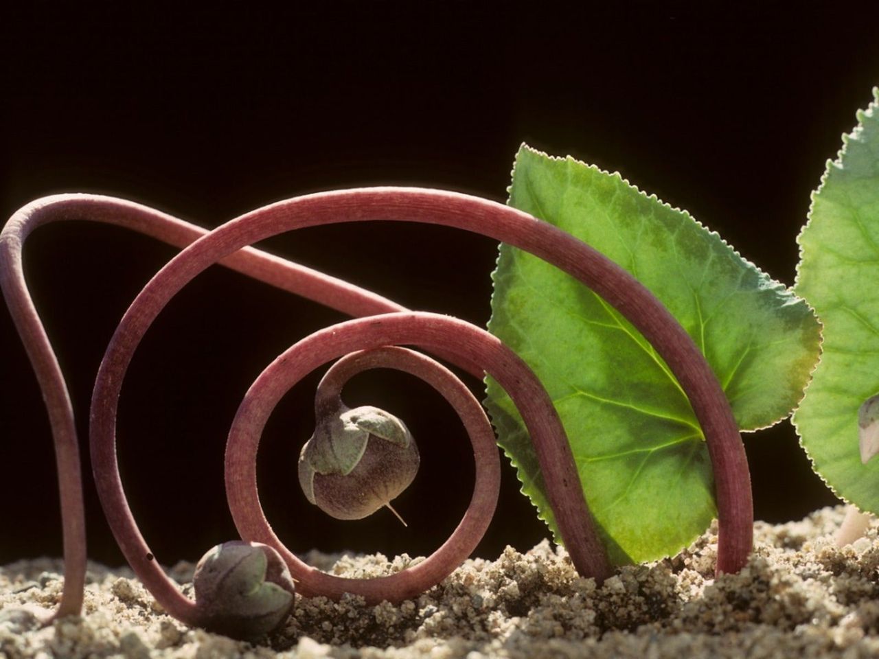 Cyclamen seed pods growing on twisting stalks