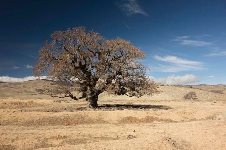 A blue oak tree in California, drought, evaporation