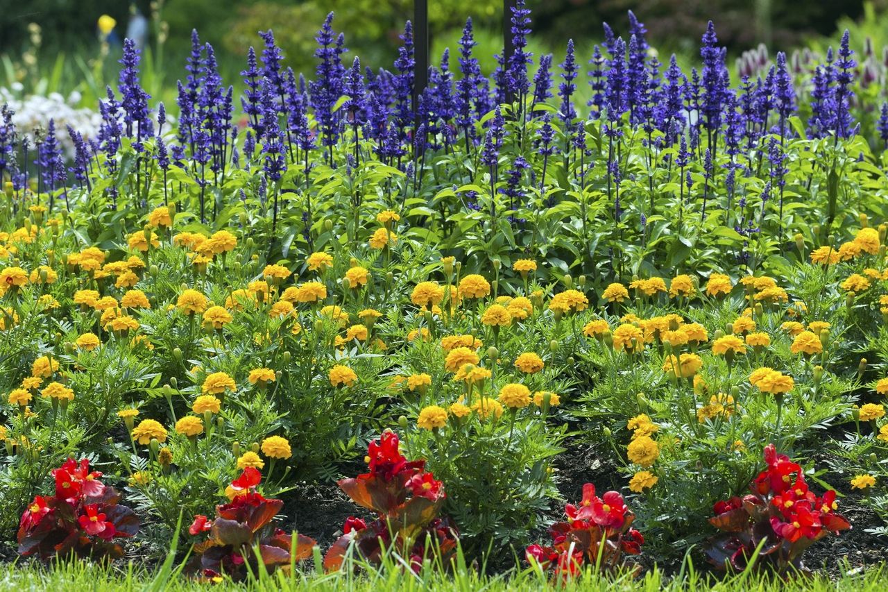 Flower Garden With Marigolds And Companion Flowers