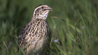The common quail (Coturnix coturnix).