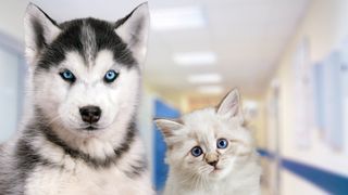 Dog and cat at the vet