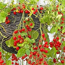 Tomatoes growing in hanging basket