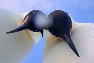 penguins take selfies.