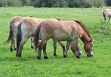 PrzewalskisHorse.jpg