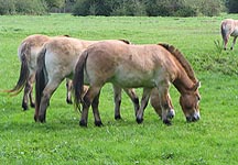 PrzewalskisHorse.jpg